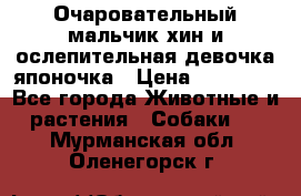 Очаровательный мальчик хин и ослепительная девочка японочка › Цена ­ 16 000 - Все города Животные и растения » Собаки   . Мурманская обл.,Оленегорск г.
